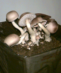 Almond mushrooms grown by the peroxide method.