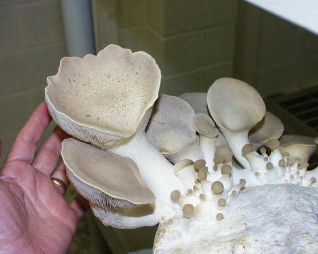 Ostra Rey--Pleurotus eryngii