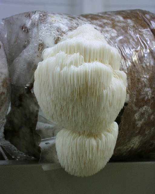 Melena de León--Hericium erinaceus