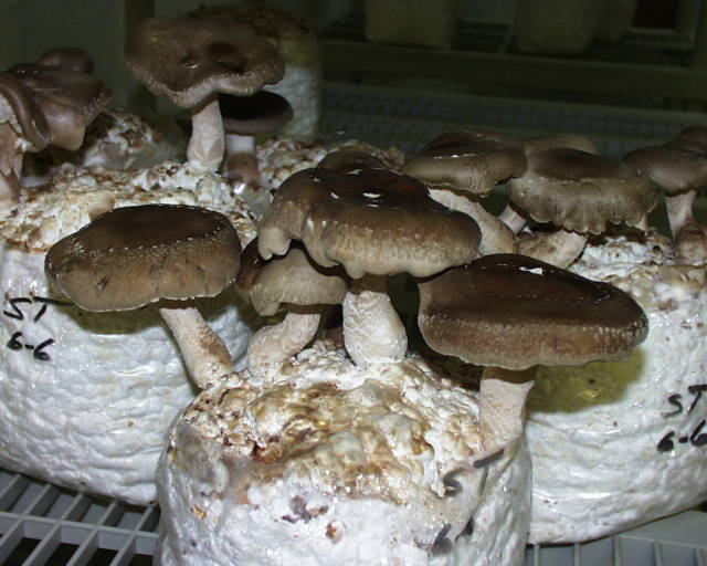 Shiitake--Lentinula edodes