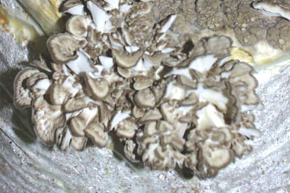 Maitake--Grifola frondosa
